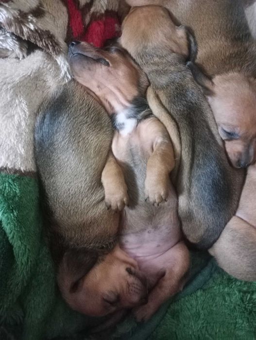 Цуценята карликової такси