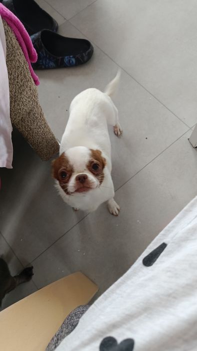 Śliczny malutki chihuahua