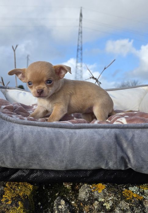 Chihuahua Fêmea Lilac Fawn Pêlo Curto