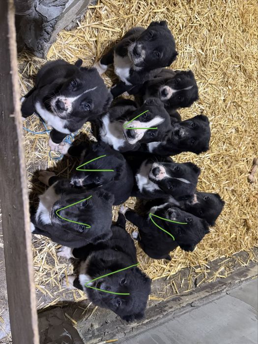 Цуценята алабя, середньоазіатська вівчарка