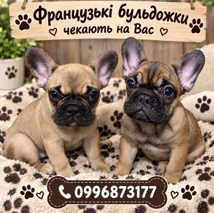 Щенки французького бульдога