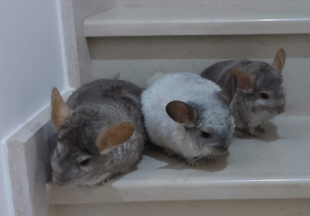 animais acessórios