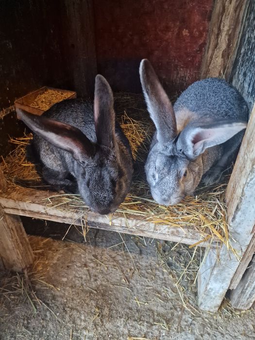 Króliki belgijskie mieszane