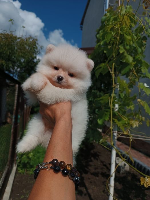 Дуже гарний хлопчик міні мішутки Львів.