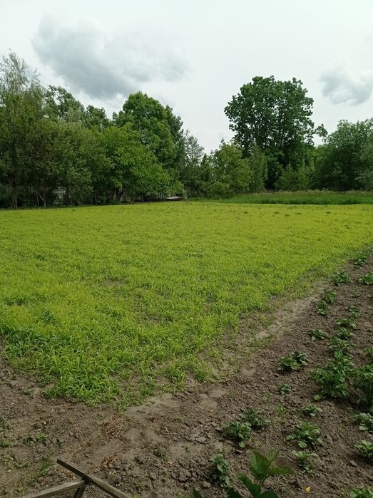 Доглянута садиба в передмісті Чернігова. Село Деснянка.