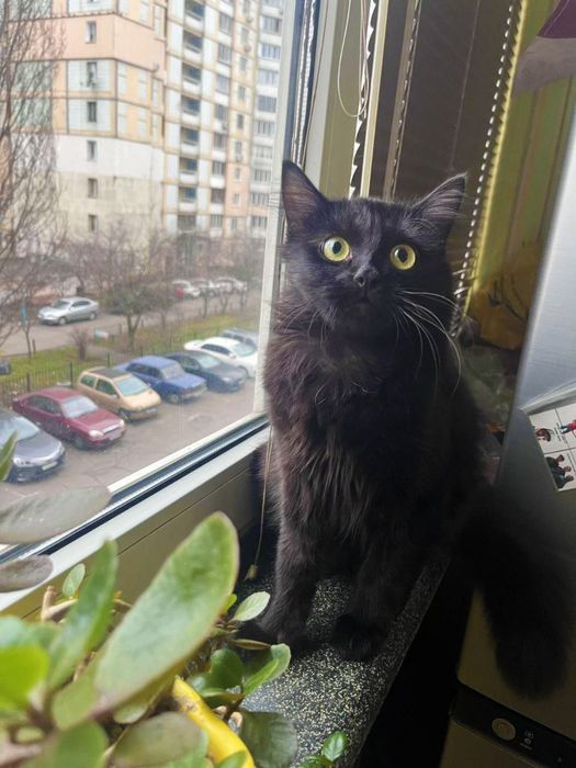 Красунчик кото-друг Клуні, 7 місяців, кіт, котик