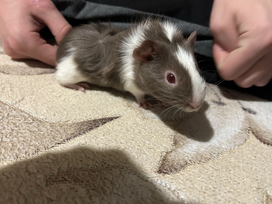 Продам морських свинок