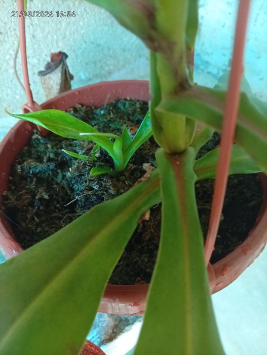 Plantas carnívoras