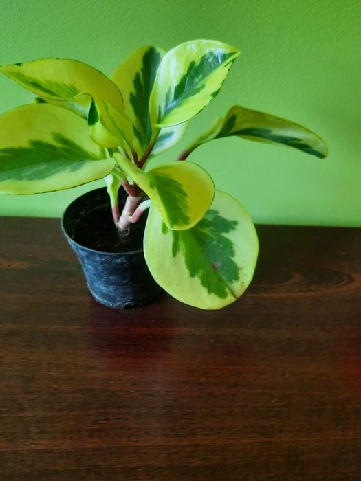 Peperomia peperonia kwiatek