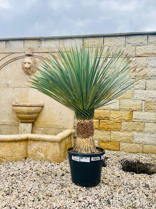 Yucca Rostrata Juka 160cm MEGA GRUBA mrozoodporna -20