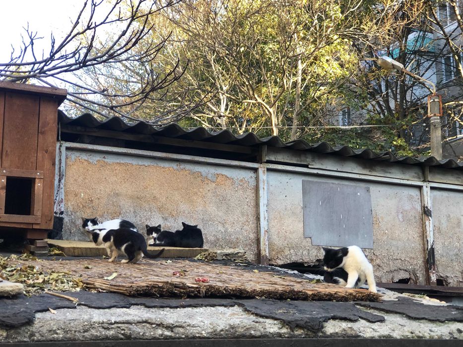 Кот черный белый