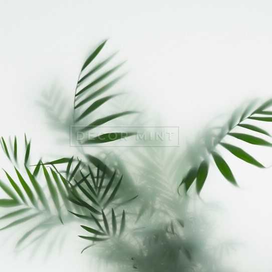 Obraz na płótnie - palma we mgle 50x50