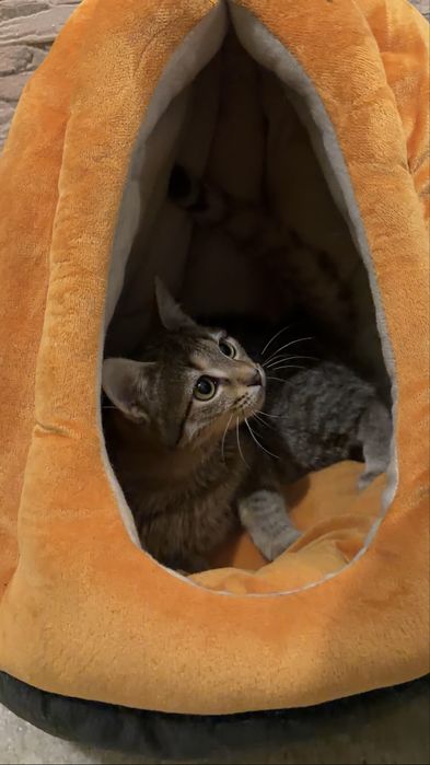 Віддам у добрі руки