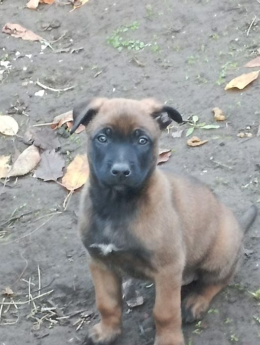 Малинуа Найкращі цуценя бельгійскої вівчарки