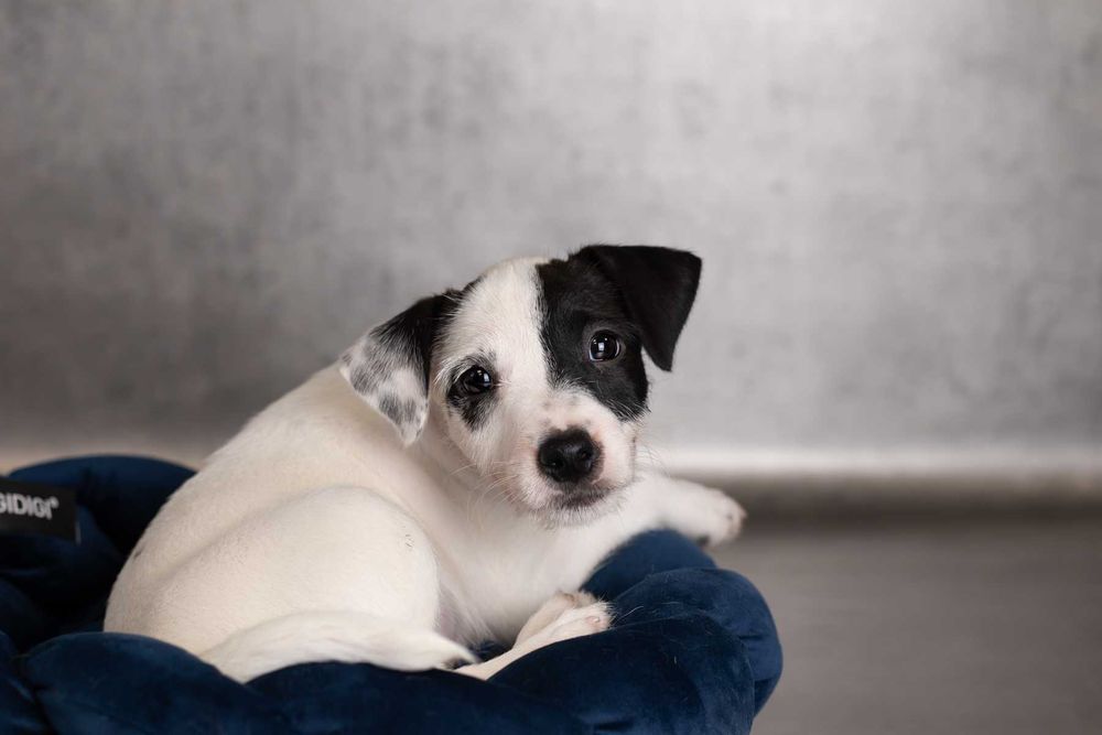 Parson Russell Terrier - samczyk ZKwP/FCI