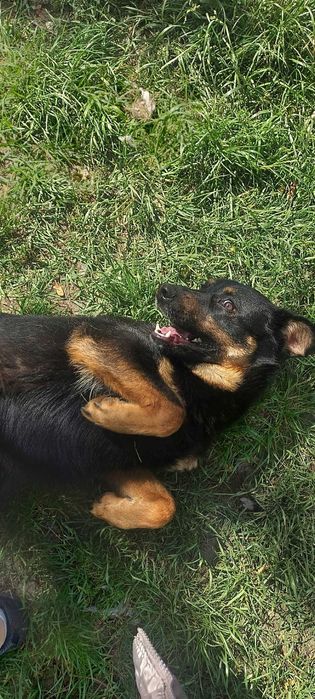 Rico siedzi w mordowni pomóż go stamtąd wyciągnąć! Adopcja tymczas