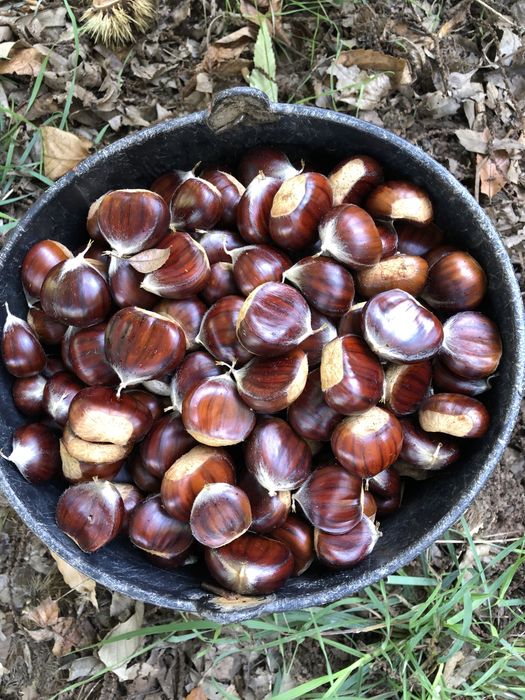 Castanhas ao kg 2026