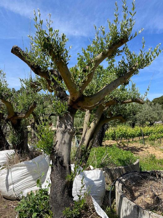 Oliveiras para jardim