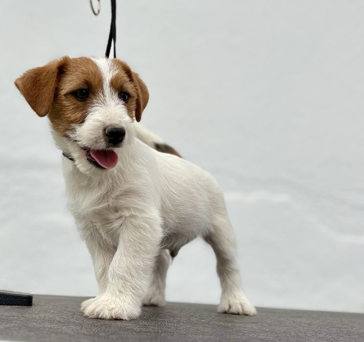 Jack Russell Terrier Broken c/Pedigree e Afixo de criador