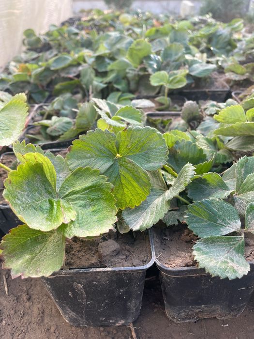 Sadzonki truskawek różne odmiany