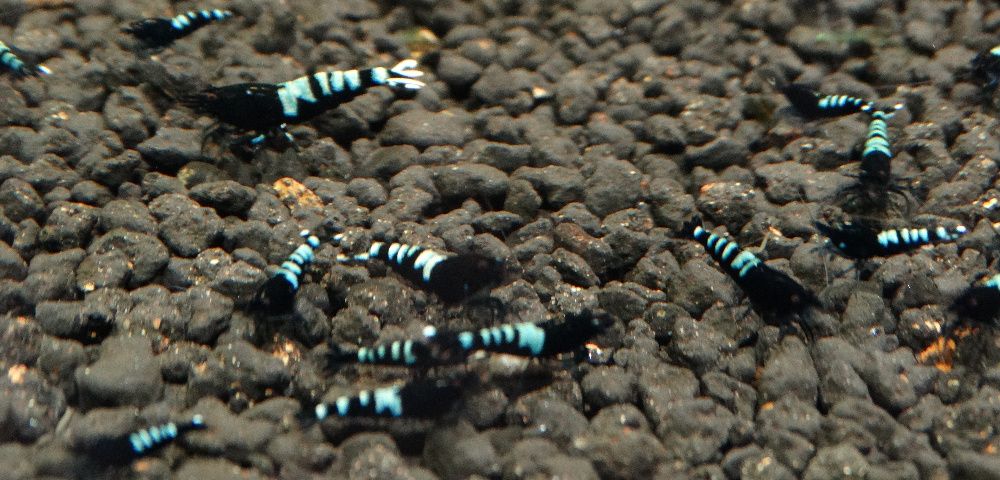 Krewetki Caridina Pinto Zebra Black ZAMIANA GRATIS PROMOCJA