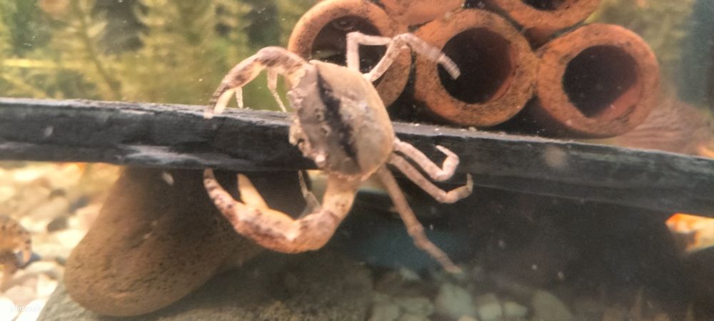 Krab Mekhong sprzedam