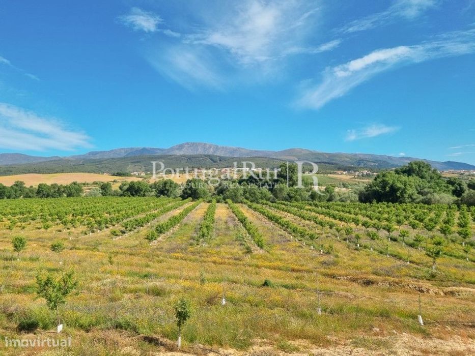 Herdade de 64ha com Amendoal no Fundão