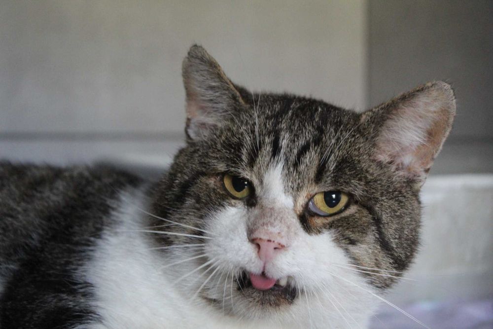 Borys 6 kilo miłości- kot  z Fundacji Kocia Klitka  szuka  domu