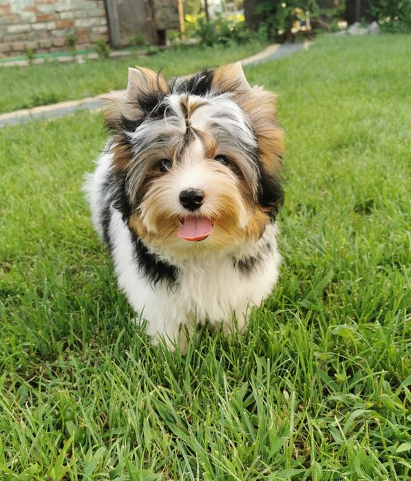 Бивер Йорк для вязок