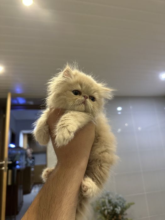Gatinha Persa