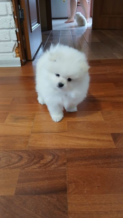 Продаж мішки померанський шпіц (стандарт)