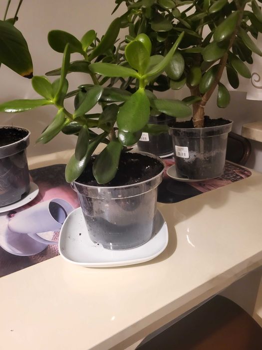 Grubosz czyli "Drzewko szczęścia"