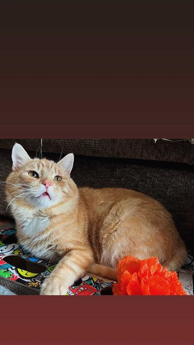 Отдам рыжего кота, 2 года, кастрирован