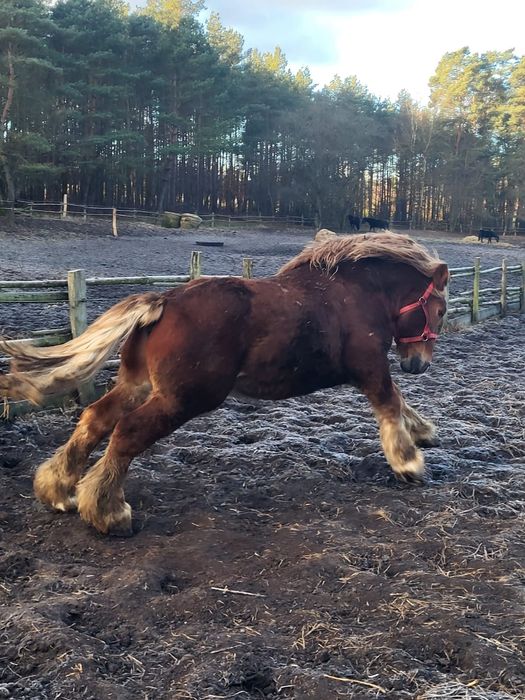 Ogier zimnokrwisty sprzedam