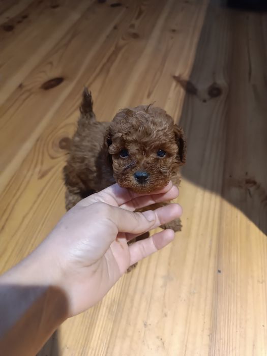 Чудові малюки міні і супер міні той і тікап. Львів.