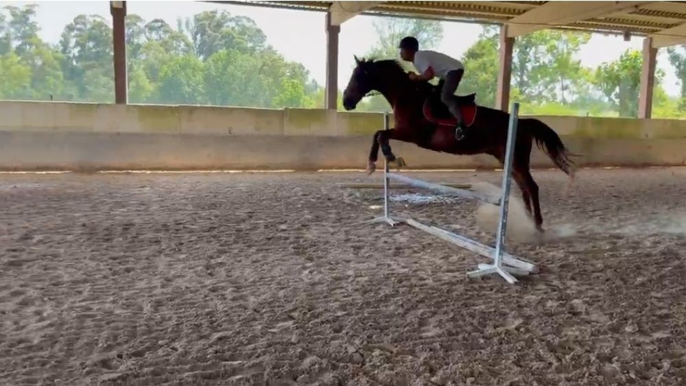 Vendo cavalo sela frances puro para iniciados