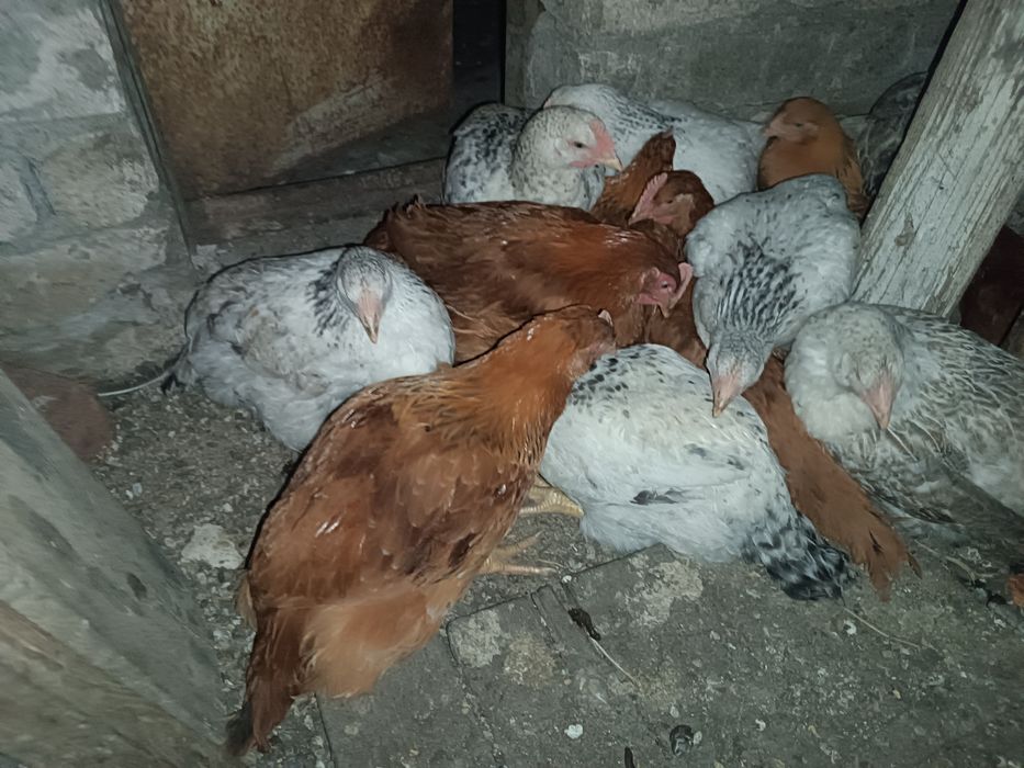 Продам курей кур