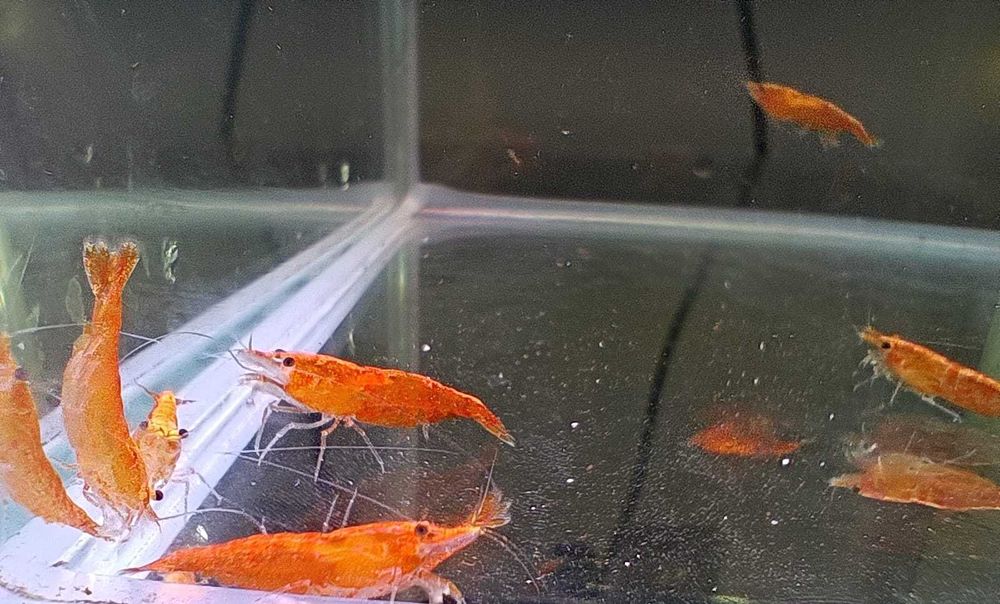 Krewetki Neocardina Orange (Gratisy)