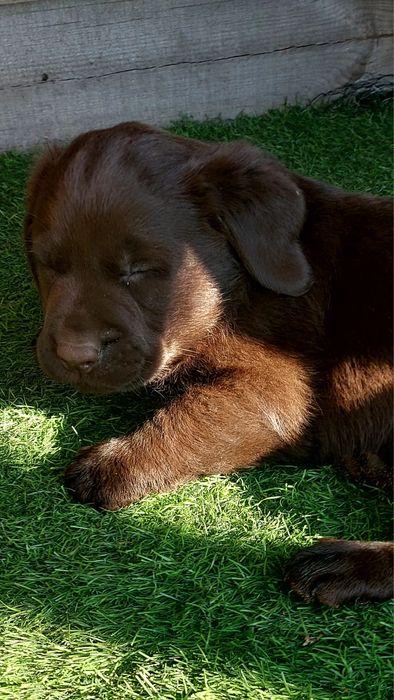 Labrador czekoladowy