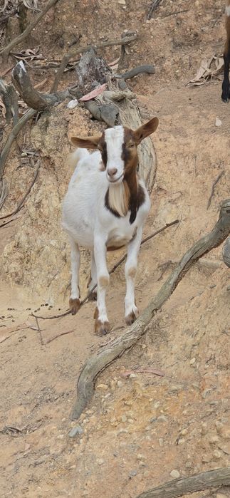 Casal Cabras Pequenas