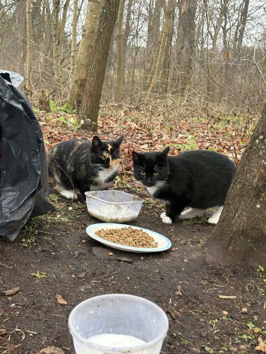 Oddam kotki do adopcji