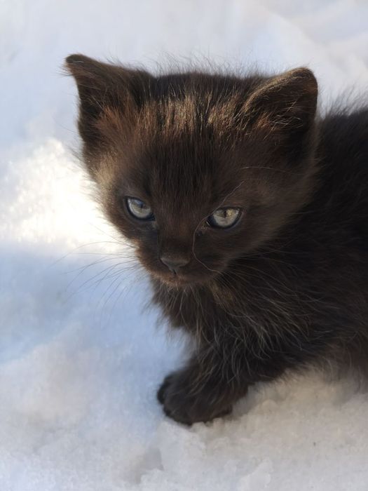 Пухнасті чарівні котики