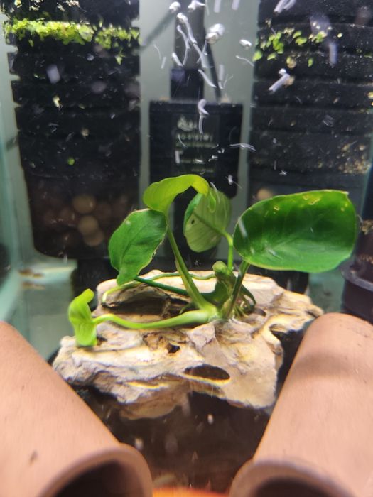Anubia Dragon Stone ou Tronco Aquário