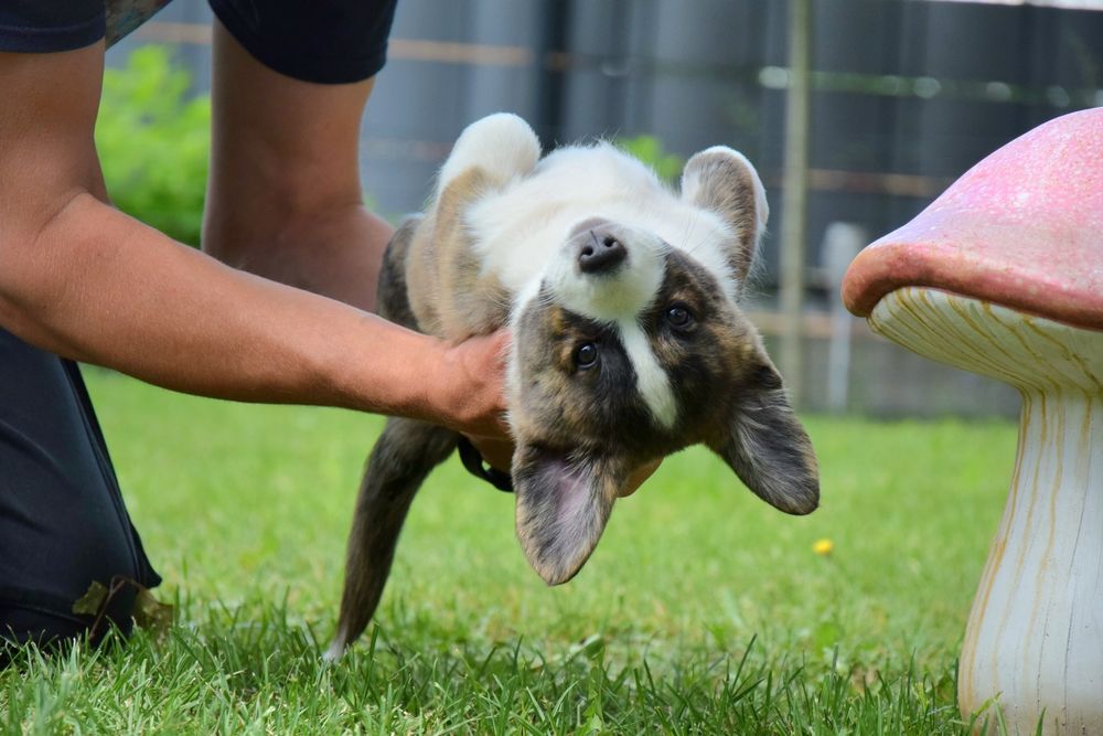 NAPOLEONKA corgi suczka gotowa do odbioru!