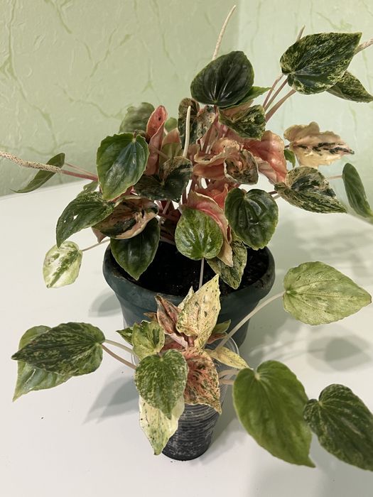 Пеперомія Pink lady пінк леді