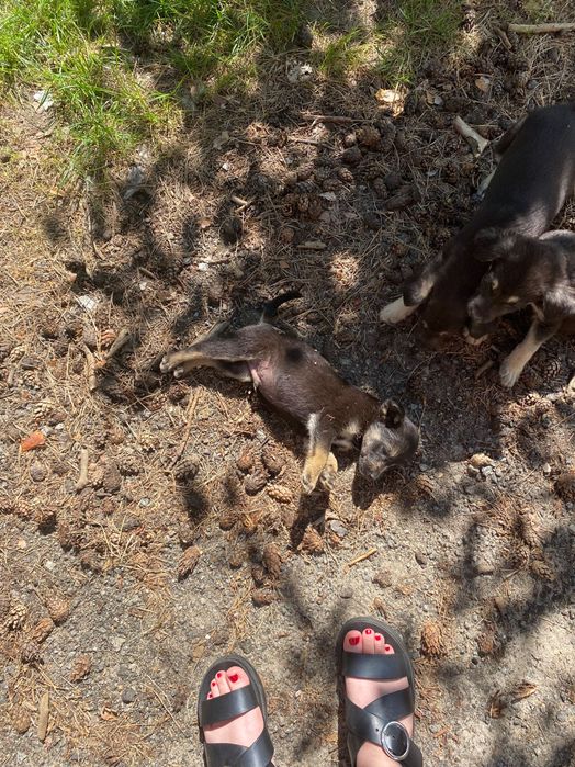 Безкоштовно собачки