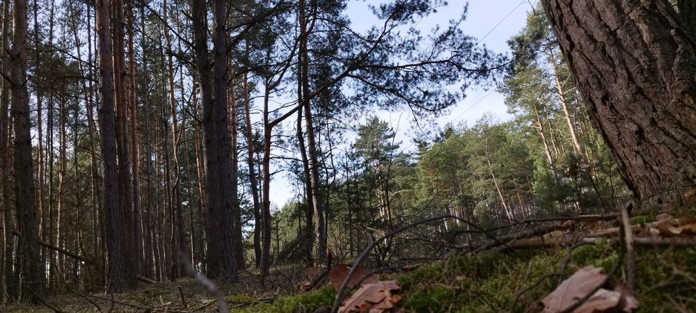 Drowno opałowe Sosna