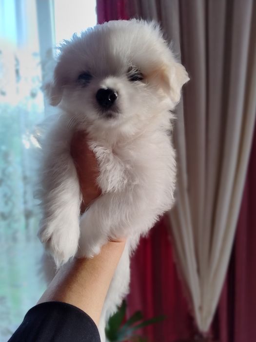Мальтійська болонка мальтезе цуценята
