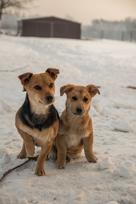 Dwie suczki pilnie szukaja domku