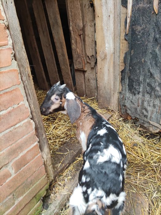 Англо-нубійський козлик